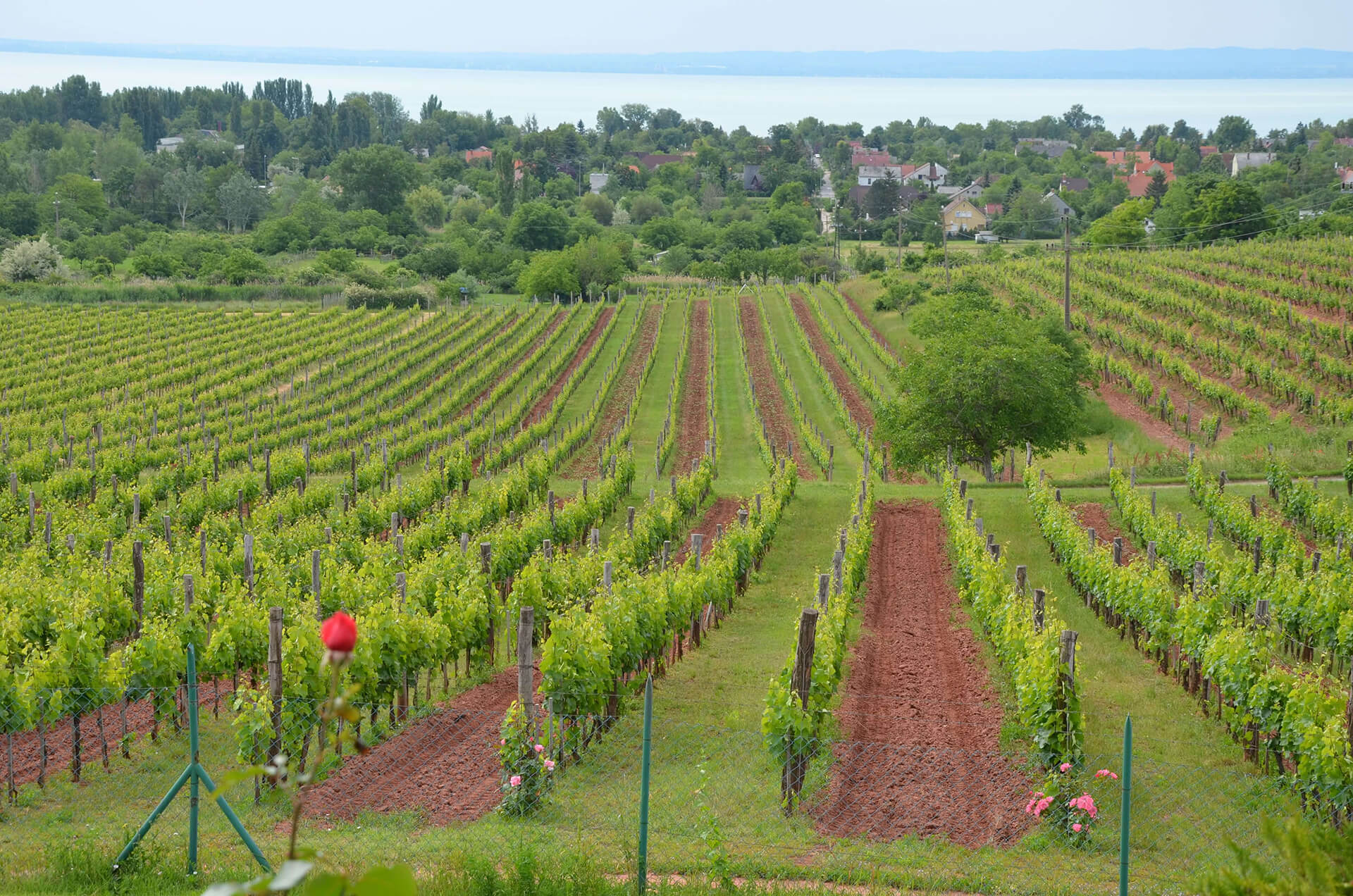 ha-nem-tortenik-semmi-a-balatoni-szolo-eltunik-final