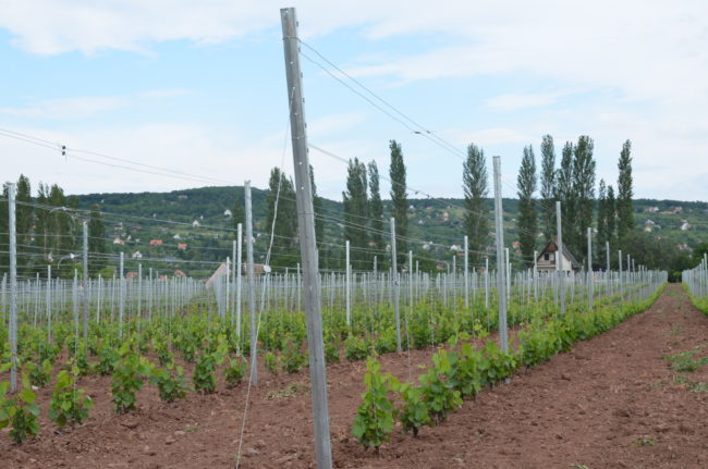 jasdi-pince-kekfrankos-story-2